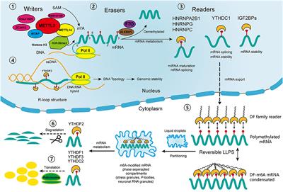 Mechanisms of RNA N6-Methyladenosine in Hepatocellular Carcinoma: From the Perspectives of Etiology